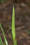 Kral's sedge